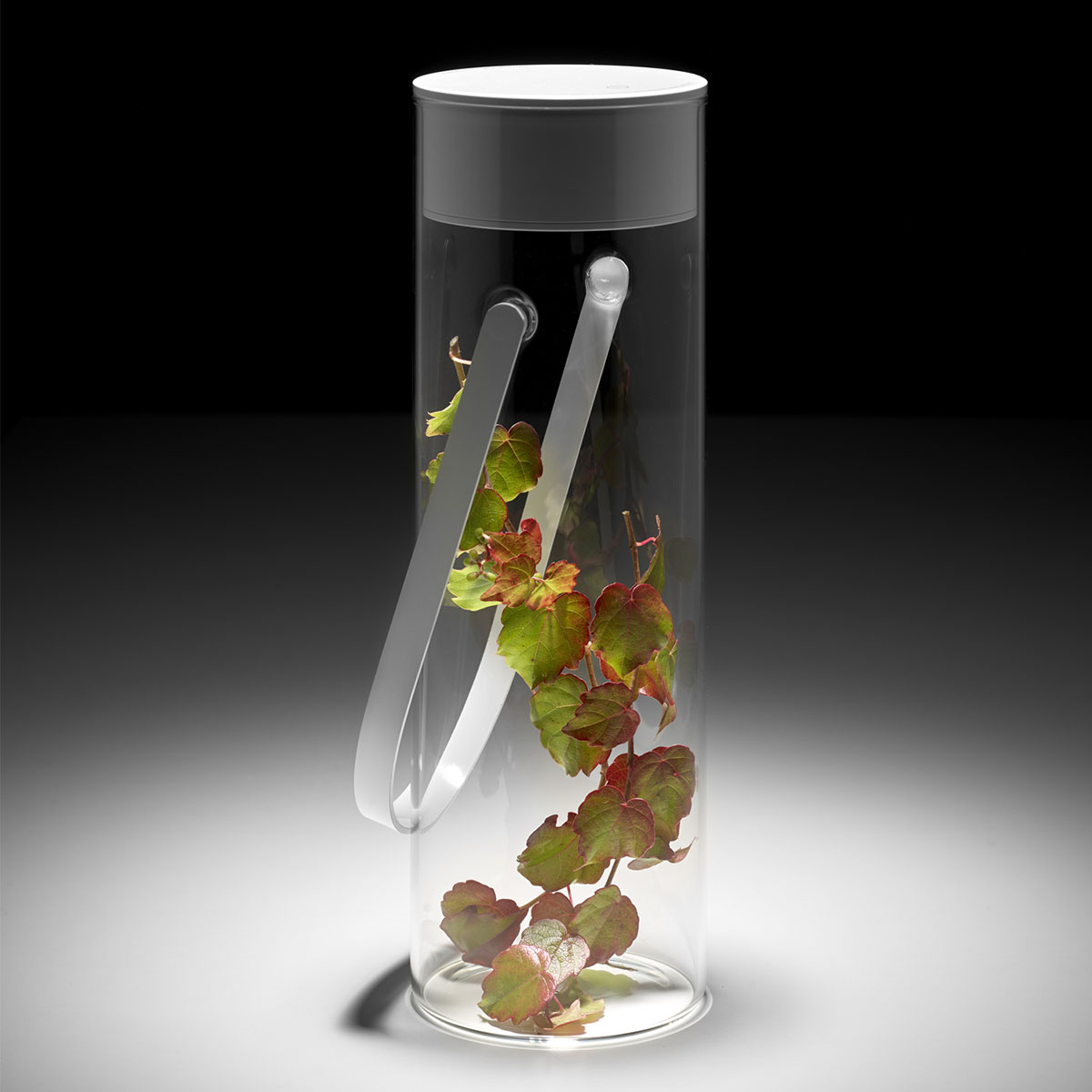 Rotaliana Chiardiluna LED Akkuleuchte & Vase, nach Belieben befüllbar (Deko nicht im Lieferumfang inbegriffen)